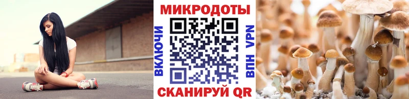 Псилоцибиновые грибы Psilocybe Димитровград
